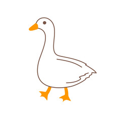 duck isolated on white background