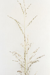 The Beautiful Ornamental Panicum Virgatum Or Switchgrass In Borneo