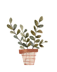 House plant in flowerpot watercolor, potted plant, cute flower plant illustration hand drawn in mixed media. Zamioculcas