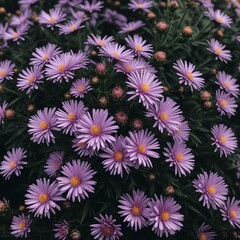 Asteres: Las margaritas silvestres que conquistan jardines modernos