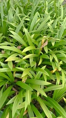 Fototapeta premium green grass background
