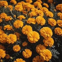 Fototapeta premium Marigold with curly petals that repels pests and adorns gardens with golden tones