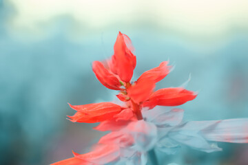 Macro Series : Red Salvia Splendens with blurred background