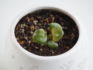 観葉植物　ピレア・ペペロミオイデス