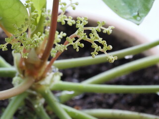 観葉植物　ピレア・ペペロミオイデス　花
