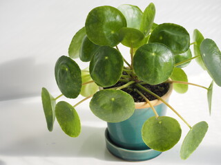 観葉植物　ピレア・ペペロミオイデス