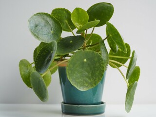 観葉植物　ピレア・ペペロミオイデス
