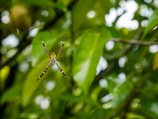 Close-up of a yellow and black Argiope spider in the middle of a zigzag-patterned silk web, posing with its legs forming an 