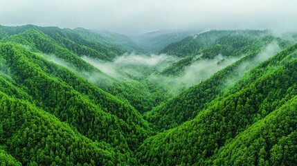 Naklejka premium Misty mountain valley, lush green forest, aerial view, nature background, travel poster (5)