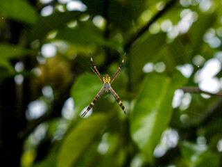 Closeup of a yellow and black Argiope spider in the middle of a zigzag-patterned silk web, posing with its legs forming an 