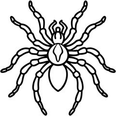 Obraz premium Spider Linework Vector