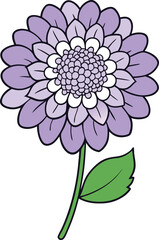 Scabiosa flower vector illustration, detailed botanical design, purple bloom, garden flower, delicate petals, nature clipart, floral art, isolated scabiosa graphic.