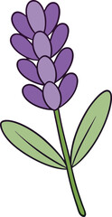Lavender flower vector illustration, purple lavender blooms, botanical design, aromatic plant, nature clipart, spring flowers, floral art, delicate petals, summer plant.