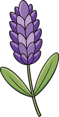 Lavender flower vector illustration, purple lavender blooms, botanical design, aromatic plant, nature clipart, spring flowers, floral art, delicate petals, summer plant.