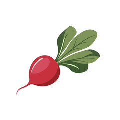 Illustration Of A Radish