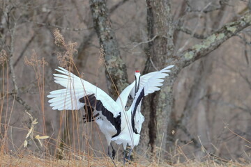 red-crowned crane