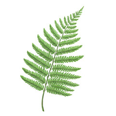 Green Fern Leaf Botanical Illustration with Detailed Textures and Gradients on transparent background