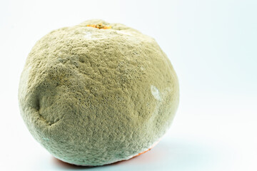 close-up of a rotten orange with mold isolated on white background and copy space