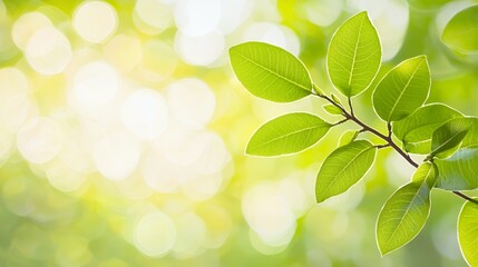 Naklejka premium Vibrant Green Leaves in Sunlight Soft Focus Background