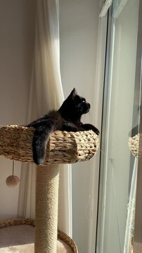 A sleek black cat lounges on a woven wicker cat tree, gazing out the window. Sunlight highlights the cat&rsquo;s fur, creating a cozy and serene indoor atmosphere.