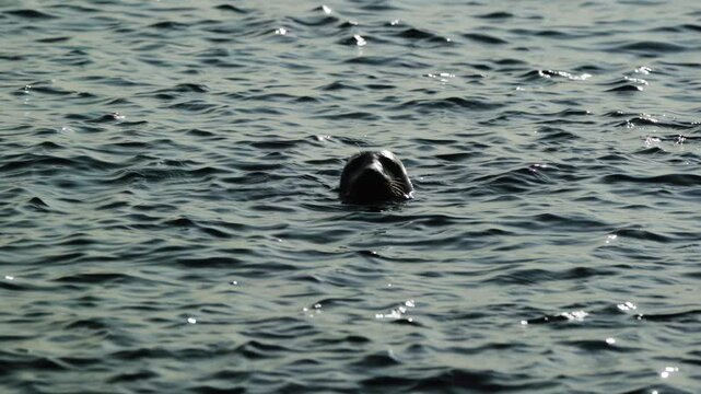 Slow motion of a gray seal (Halichoerus grypus) swimming off the coast of Northumberland, England