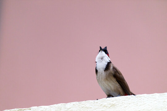 Red-whiskered Bulbul (Pycnonotus jocosus) perched on white wall against pinkish sky in Hong Kong.