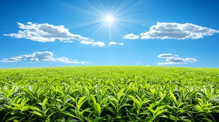 Vibrant Green Tea Plantation Under a Sunny Sky