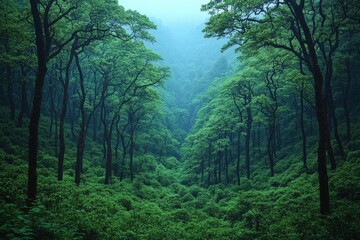 Dense Green Forest Canopy View