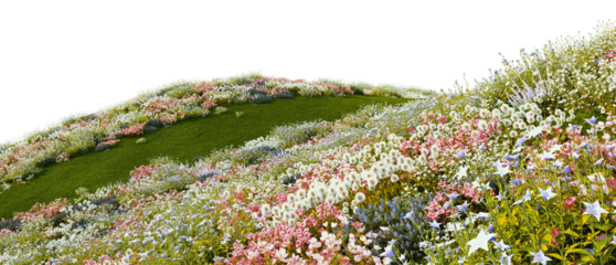 3D render of a walkway on a hill with a field of colorful flowers. On a transparent background