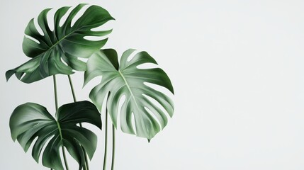 A minimalist masterpiece, where verdant monstera leaves in a vibrant green palette were artfully arranged against a stark white backdrop, creating a sense of tranquility and natural elegance.