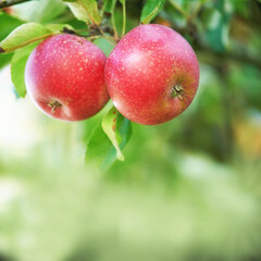 Agriculture, mockup or apples closeup in nature for space or sustainable harvest in countryside. Tree, red or healthy raw fruits for farming organic produce or natural growth for nutrition or fiber