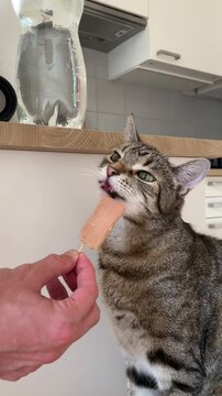 Tabby Cat Licking Cat-Friendly Ice Cream on Stick