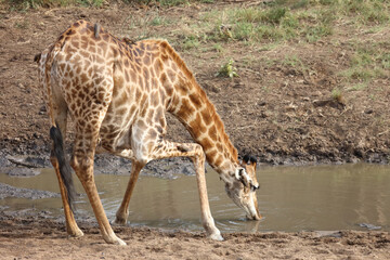 Giraffe / Giraffe / Giraffa camelopardalis