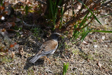 公園の川辺で餌を探すムクドリ