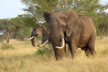 Fototapeta premium Afrikanischer Elefant / African elephant / Loxodonta africana....