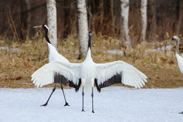 red-crowned crane
