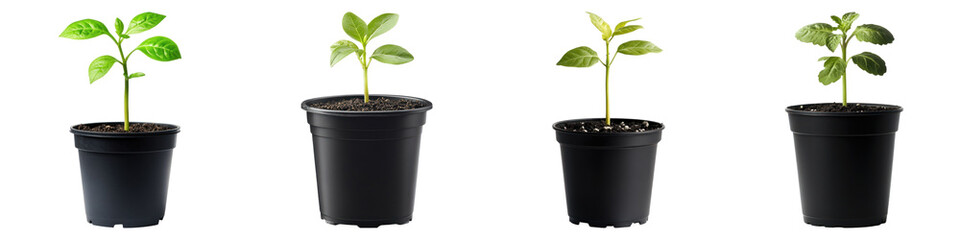 Seeding on black pot isolated on transparent background, PNG, Set of