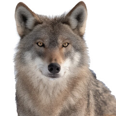 Wolf portrait, close-up, intense eyes, gray and brown fur, realistic details, white background, wildlife photography