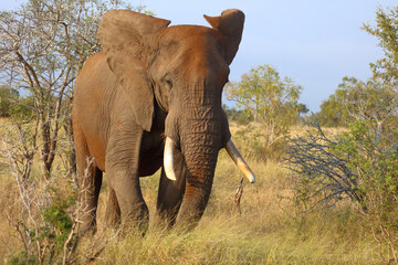 Afrikanischer Elefant / African elephant / Loxodonta africana....