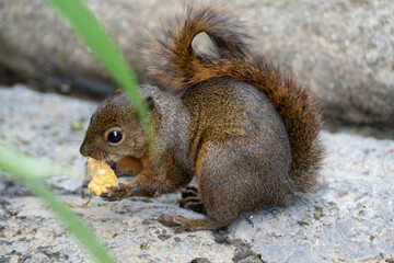 squirrel eating nut