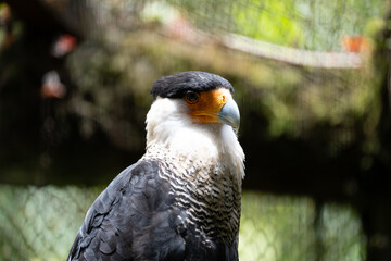 Crested Caracara in Costa Rica