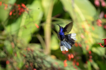 hummingbird in flight