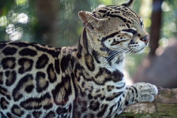 ocelote from costa rica in a rescue center