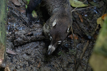Naklejka premium coati on the floor