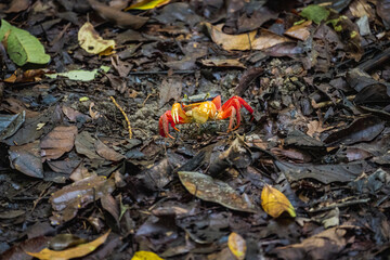 crab on the floor