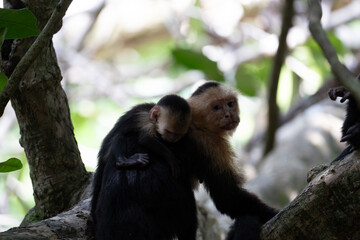white-faced capuchin monkey from Costa Rica