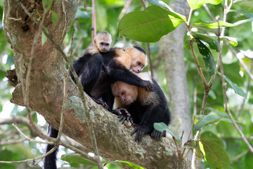 white-faced capuchin monkey from Costa Rica