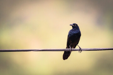 bird on a branch