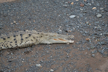 crocodile on the ground