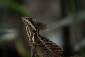 Common basilisk (Jesus Christ lizard) from Costa Rica